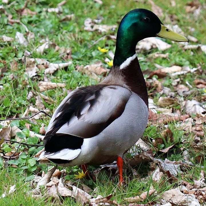 Wildente, Foto: René Wehnert