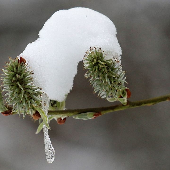 weibliche Weidenblüte mit Schnee, Foto: René Wehnert