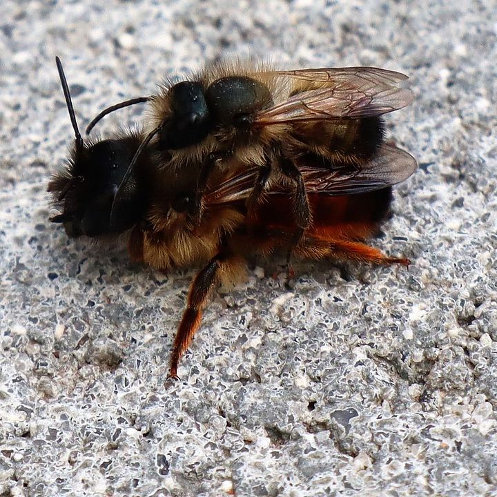 Wildbienen bei der Paarung, Foto: René Wehnert