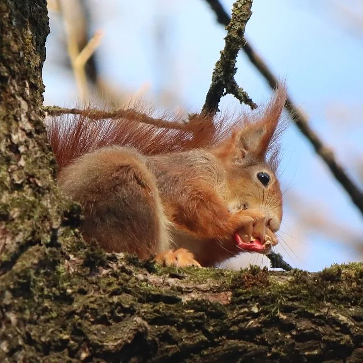 Eichhörnchen beim Fressen, Foto: René Wehnert