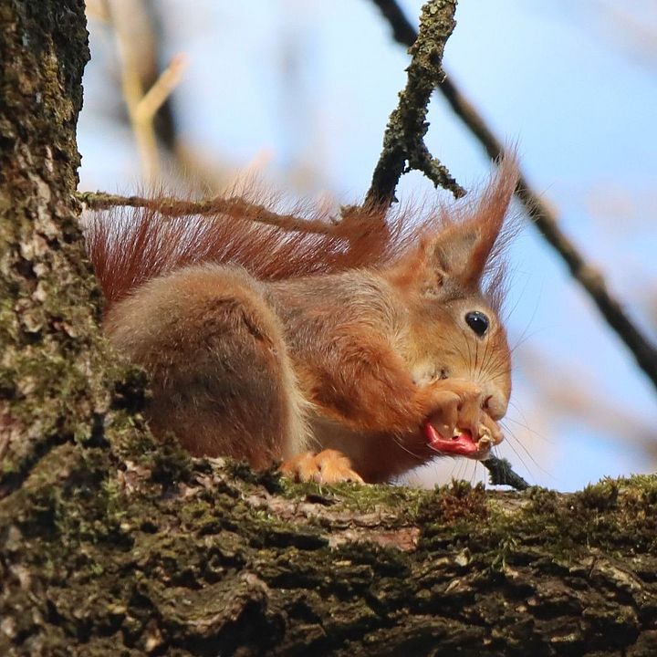 Eichhörnchen beim Fressen, Foto: René Wehnert