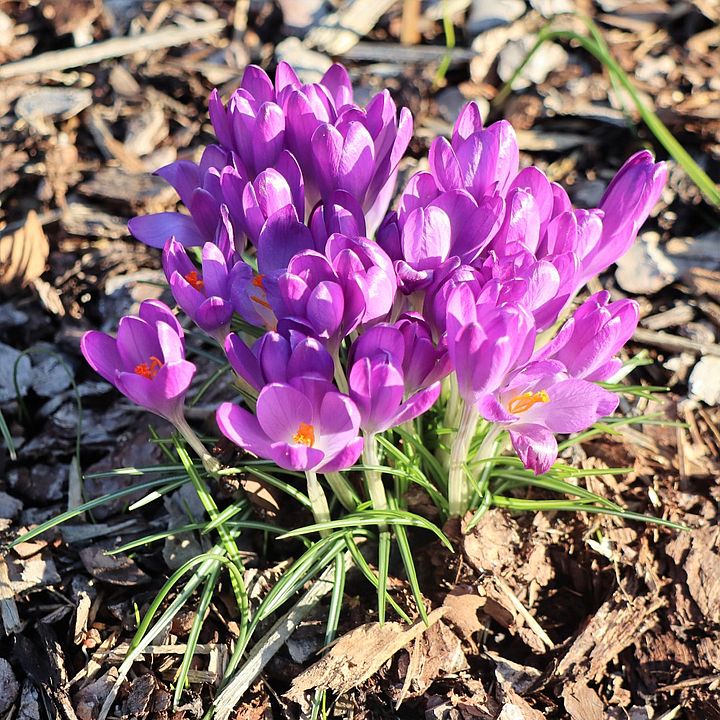 violette Krokusse, Foto: René Wehnert