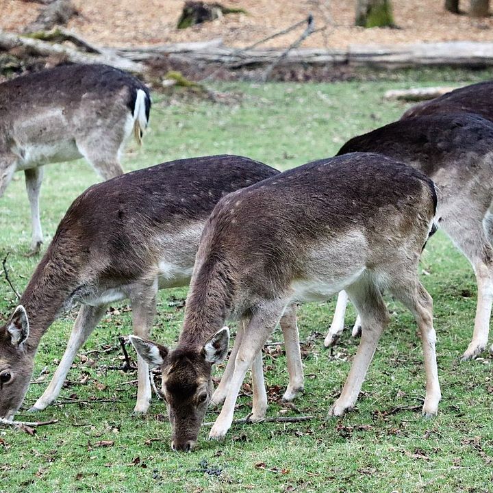 Rehe beim Grasen (Wildpark Klaushof / Bad Kissingen), Foto: René Wehnert